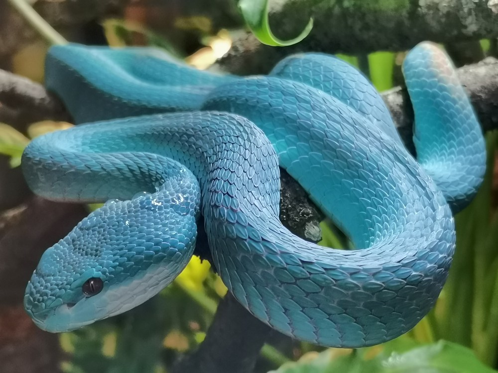 Viper’s Halo