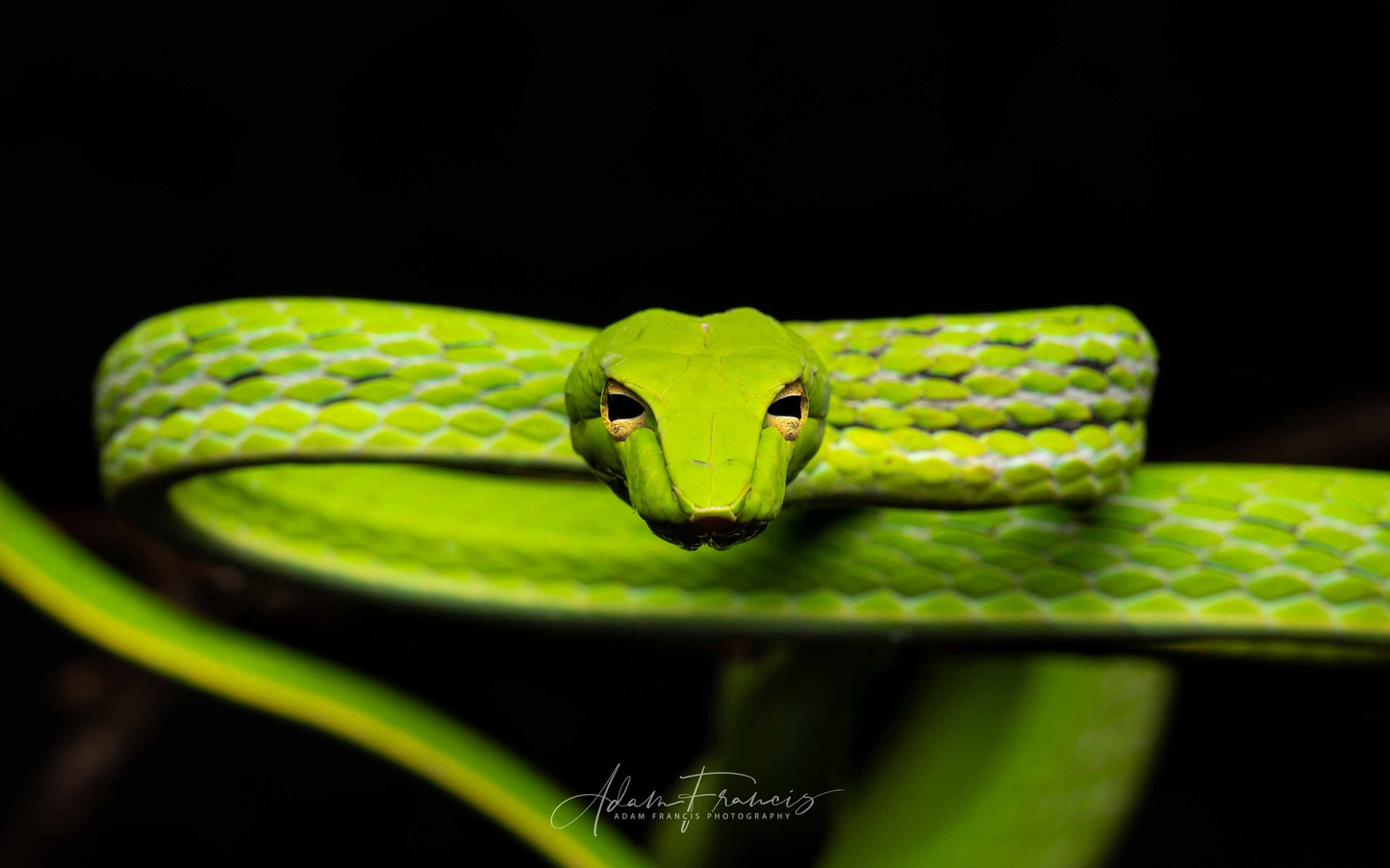 Emerald Vine