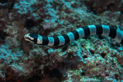 Blue Abyss