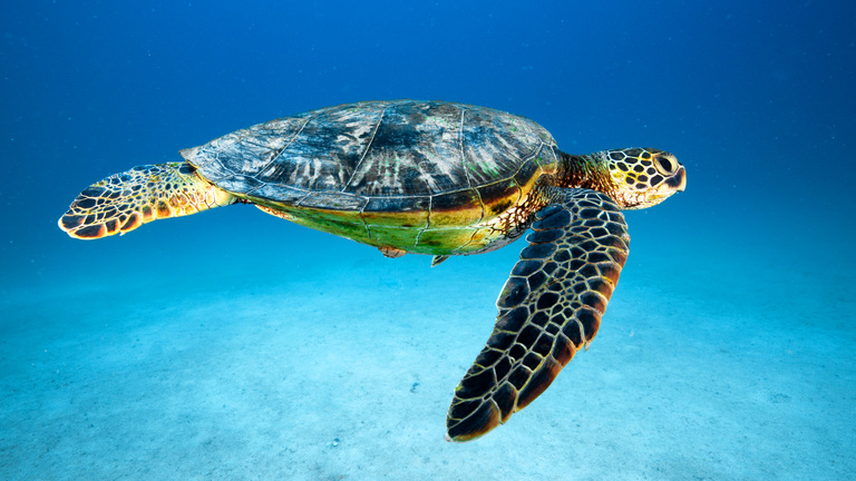 Reef Guardian