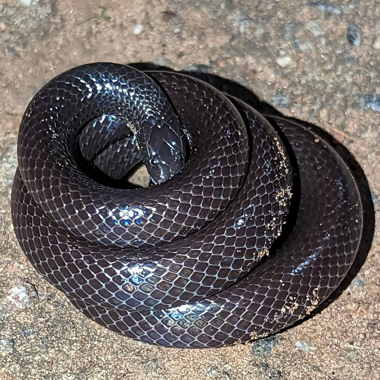 Purple Viper